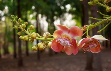 closeup Sal çiçek ağaç üzerinde
