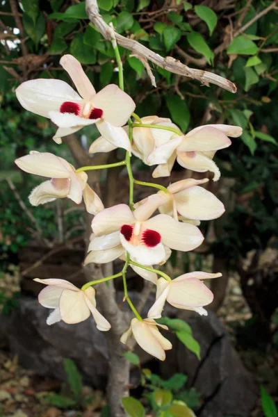 Flor de orquídea selvagem no jardim tropical — Fotografia de Stock