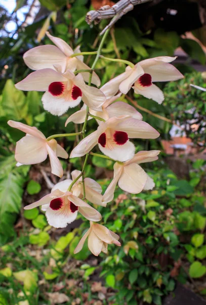 Flor de orquídea selvagem no jardim tropical — Fotografia de Stock