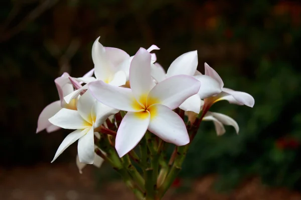 Plumeria vintage Ton auf dem plumeria Baum — Stockfoto