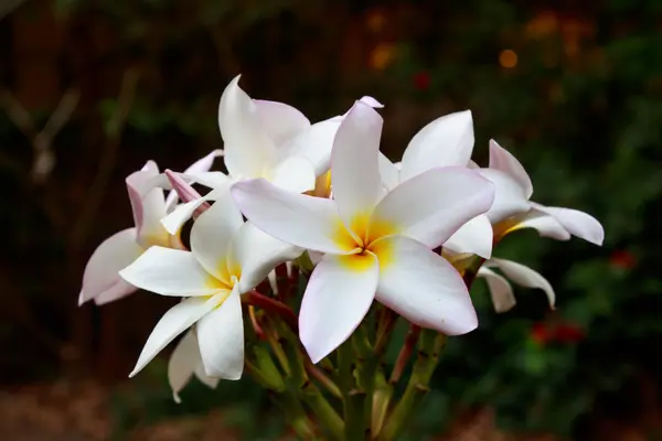 Plumeria Tom Vintage na árvore de plumeria — Fotografia de Stock