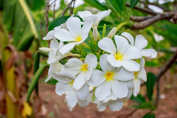 Plumeria Vintage sesi plumeria ağaç üzerinde — Stok fotoğraf