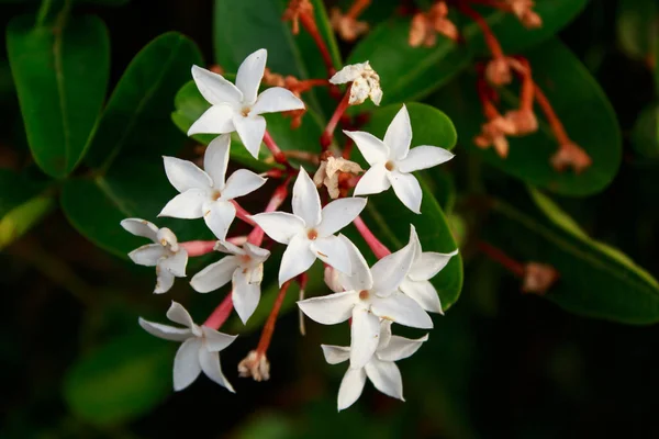 Flor de karanda branco no jardim — Fotografia de Stock