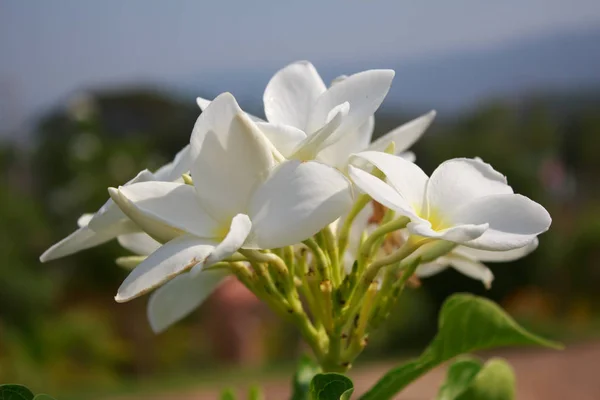 Plumeria vintage Ton auf dem plumeria Baum — Stockfoto