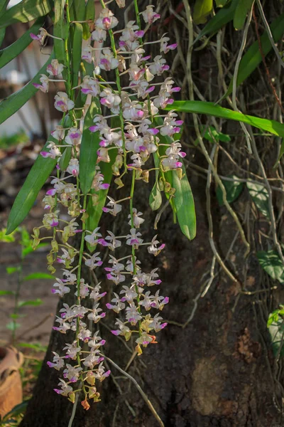 Wild orchid flower op boom — Stockfoto