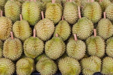 Durian Pzt tanga Kral meyve