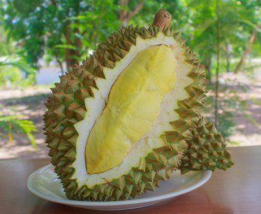 Durian Pzt tanga Kral meyve bahçesinde