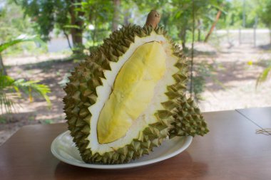 Durian Pzt tanga Kral meyve bahçesinde