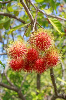 Kırmızı rambutan meyve ağacı üzerinde