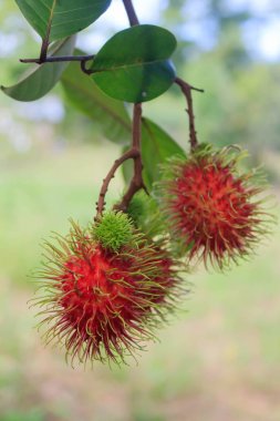 Kırmızı rambutan meyve ağacı üzerinde