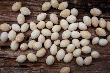 Melientha suavis Pierre, Goa tohum tahtaya wan