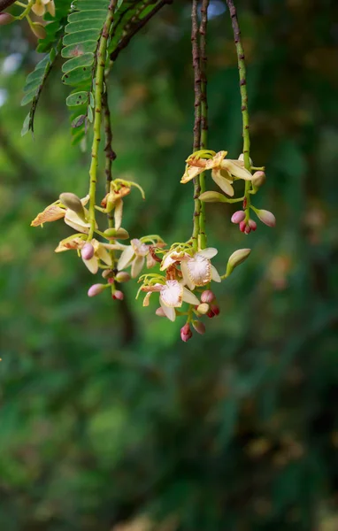 Zoete tamarinde bloem op boom — Stockfoto