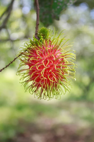 Piros rambutan gyümölcsöt a fa — Stock Fotó