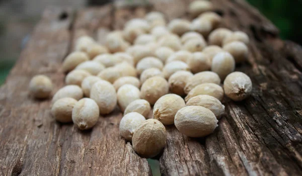 A semente de Melientha suavis Pierre, phak wan na madeira — Fotografia de Stock