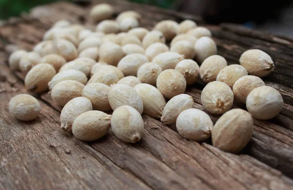 The seed of Melientha suavis Pierre,phak wan on wood — Stock Photo, Image