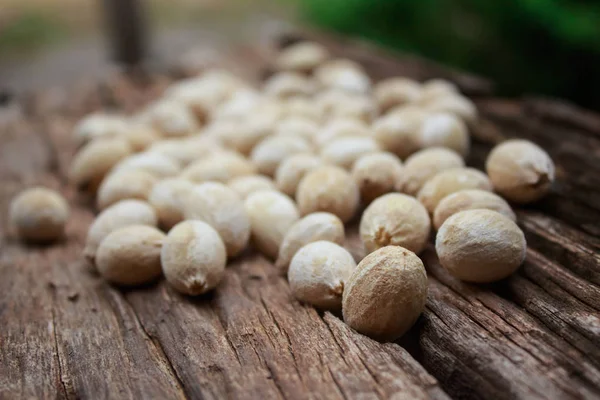 The seed of Melientha suavis Pierre,phak wan on wood — Stock Photo, Image