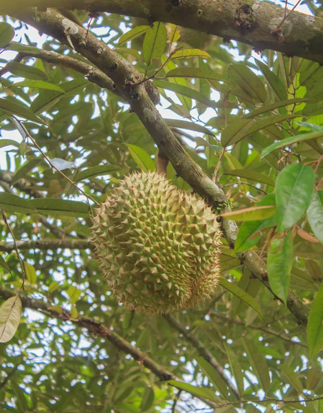 Durian mon string roi des fruits dans le jardin — Photo