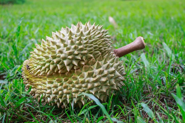 Durian mon tanga kertben gyümölcsök királya — Stock Fotó