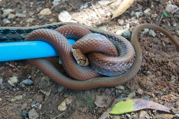 La serpiente es capturada con una serpiente hecha de manguera de plástico . Imagen De Stock