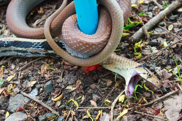 Ormen är fångad med en orm av plastslang. Royaltyfria Stockbilder