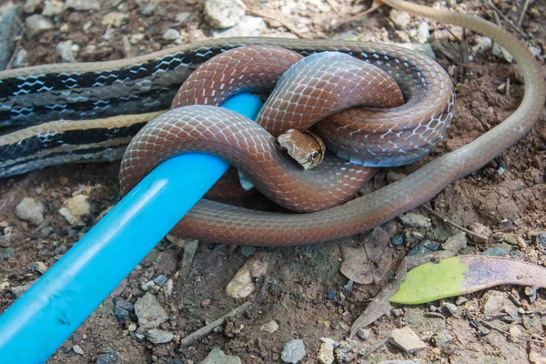 Ormen är fångad med en orm av plastslang. Stockfoto