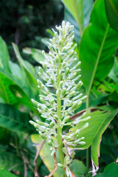 Flores blancas Galangal en el jardín —  Fotos de Stock