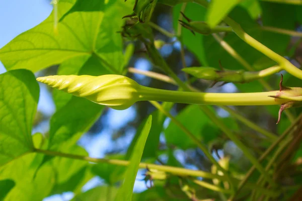 Een Ipomoea alba — Stockfoto