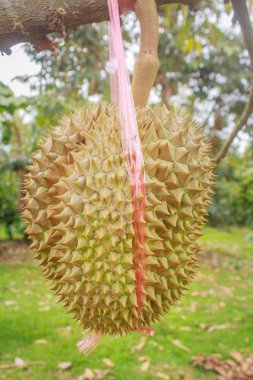 Durain bahçesinde ağaç üzerinde