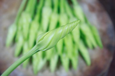 Ahşap üzerine Ipomoea alba sebze