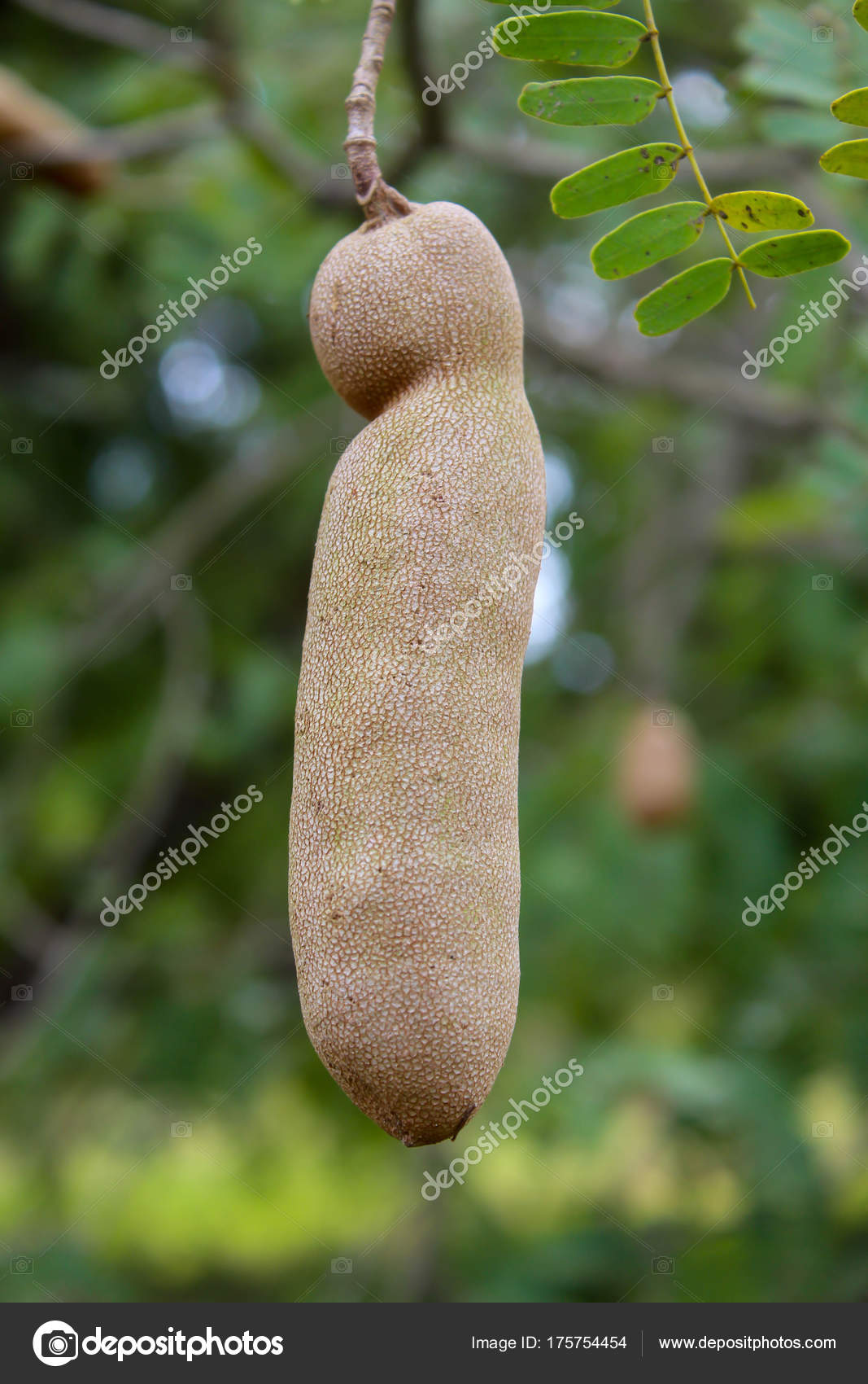 Single Tamarind Fruit On Tree Stock Photo Image By C Prapholl