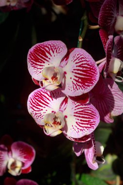 Phalaenopsis orkide izole siyah arka plan üzerine
