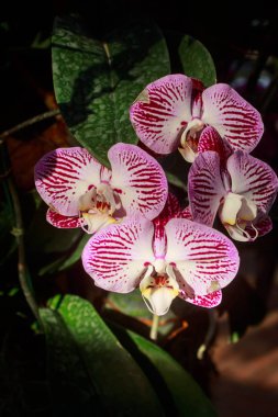 Phalaenopsis orkide izole siyah arka plan üzerine