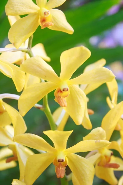 Close up Orquídea amarela no jardim — Fotografia de Stock