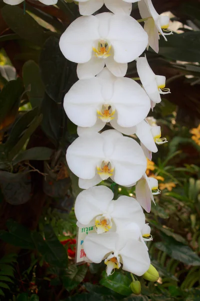 庭の白い胡蝶蘭 — ストック写真
