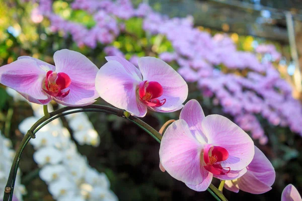 Orquídea rosa Phalaenopsis no jardim — Fotografia de Stock