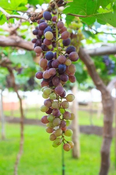 Reife rote Trauben Früchte auf der Ranch — Stockfoto