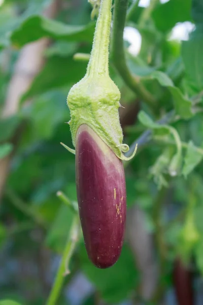 Eggplant aubergine growing in the field — Stock Photo, Image