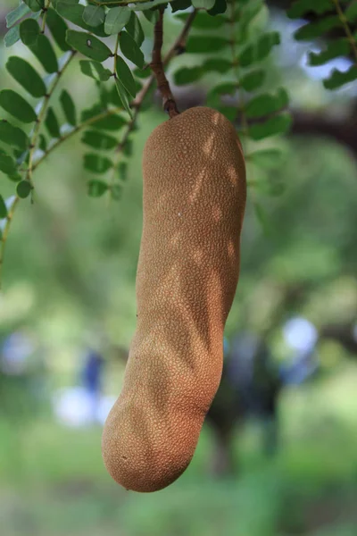 Fruta de tamarindo único en árbol Imágenes De Stock Sin Royalties Gratis