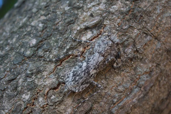 Insects camouflage on the tree.