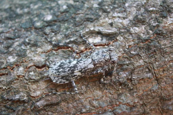 Insecten camouflage op de boom. — Stockfoto