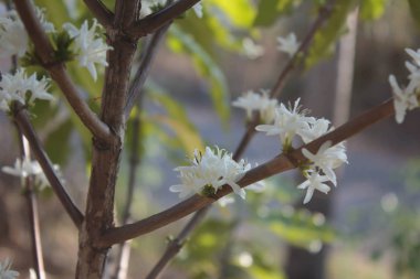 Kahve ağacı çiçeği beyaz renk çiçek