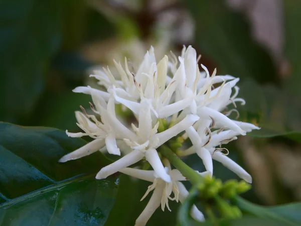 Kawowe kwitnąć z kolor biały kwiat — Zdjęcie stockowe