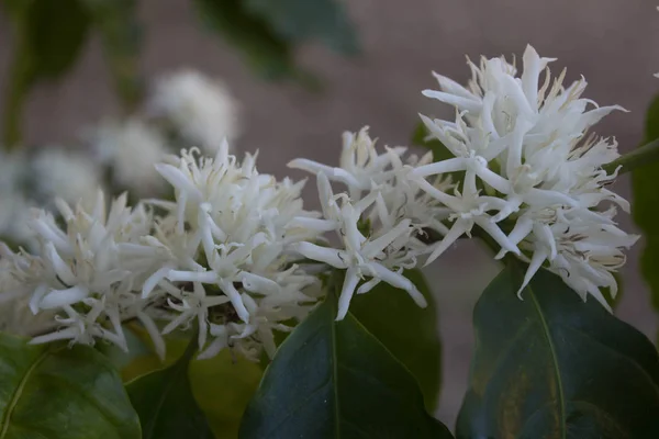 Flor de árbol de café con flor de color blanco —  Fotos de Stock