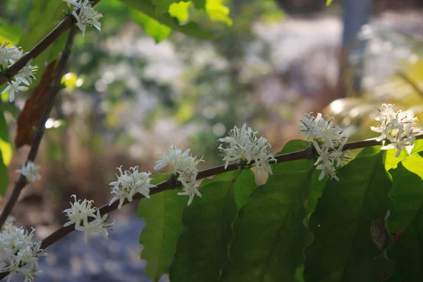 Coffee tree blossom with white color flower — Stock Photo, Image