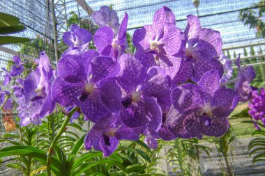 Kışın veya ilkbaharda bahçede orkide çiçeği
