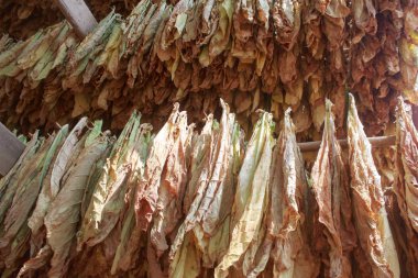 Tütün yaprakları kulübede kuruyor.