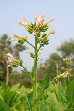 Tarlada çiçek açan tütün bitkileri
