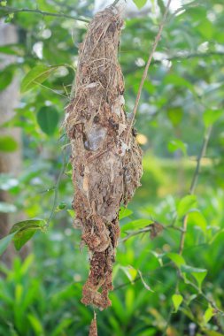 Sincap arka bahçesinde yuva