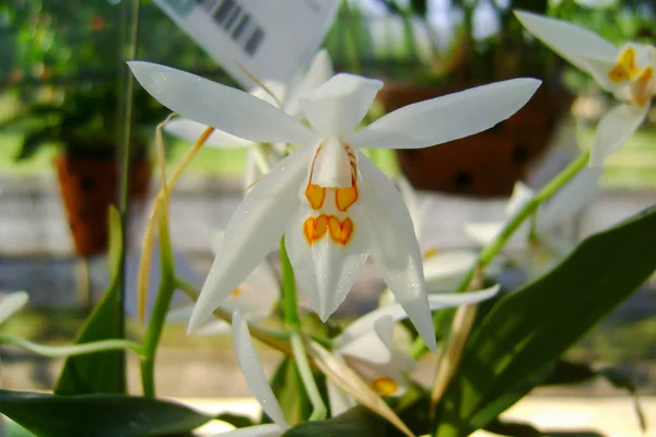 Flor de orquídea no jardim no inverno ou no dia da primavera — Fotografia de Stock