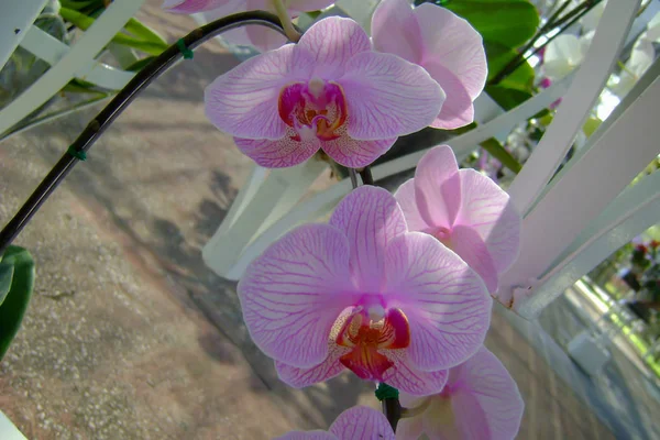 Flor de orquídea no jardim no inverno ou no dia da primavera — Fotografia de Stock